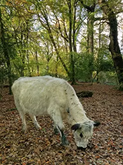 Livestock Prints: British white cow (Bos taurus)