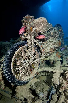Alex Mustard 2021 Update Prints: British World War II BSA M20 motorbike inside Hold 2 of wreck of HMS Thistlegorm