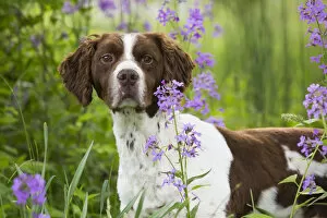 Brittany dog among Phlox, in field, Amston, Connecticut, USA