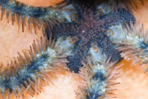 Brittle star (Ophiuroidea sp) Saltstraumen, Bod, Norway, October 2008
