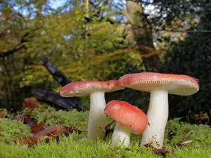 Mushroom Prints: Brittlegill (Russula sp.) mushroom clump fruiting on a mossy woodland floor