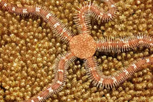 Brittlestar (Ophiothrix sp.) camouflaged on hard coral, Yap, Federated States of Micronesia, Pacific Ocean