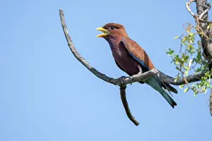 Coraciidae Prints: Broad-billed roller (Eurystomus glaucurus) perched on branch calling