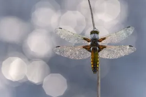 2018 November Highlights Prints: Broad bodied chaser dragonfly (Libellula depressa) covered in dew backlit against water