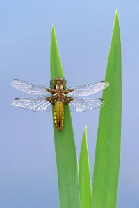 Coloured Background Prints: Broad-bodied chaser dragonfly (Libellula depressa) resting on reeds