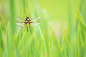 Iridaceae Prints: Broad-bodied chaser dragonfly (Libellula depressa) resting on Yellow iris (Iris pseudacorus) leaves