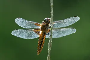 Damselfly Prints: Broad-bodied chaser (Libellula depressa) female, portrait, Upper Bavaria, Germany. July