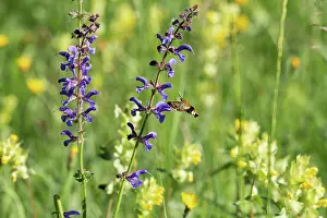 Labiatae Prints: Broad-bordered bee hawk-moth (Hemaris fuciformis) feeding on Sage flower (Salvia pratensis) Bavaria