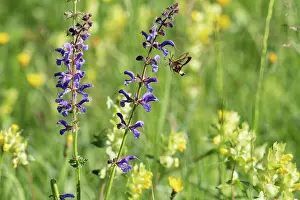 Labiatae Prints: Broad-bordered bee hawk-moth (Hemaris fuciformis) feeding on Sage flower (Salvia pratensis) Bavaria