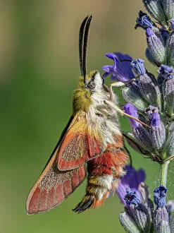 Lepidoptera Gallery: Broad-bordered bee hawkmoth (Hemaris fuciformis) nectaring on Lavender (Lavandula sp)