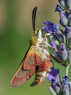 Sphingid Prints: Broad-bordered bee hawkmoth (Hemaris fuciformis) nectaring on Lavender (Lavandula sp)