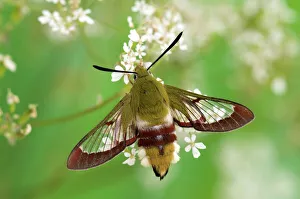 Lepidoptera Prints: Broad-bordered Bee Hawkmoth (Hemaris fuciformis) portrait on Cow Parsley (Anthriscus sylvestris)
