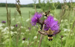 Wildflower Prints: Two Broad-bordered bee hawkmoths (Hemaris fuciformis) nectaring on wildflower
