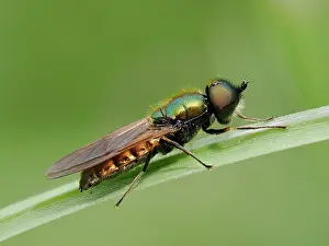 Iridescence Prints: Broad centurian soldier fly (Chloromyia formosa) male