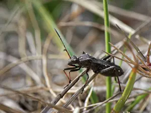 Paraneoptera Prints: Broad-headed bug (Alydus calcaratus) among Marram grass in coastal dunes