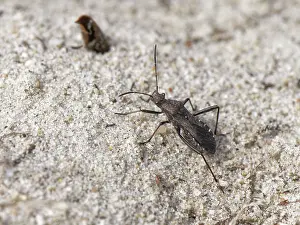Paraneoptera Prints: Broad-headed bug (Alydus calcaratus) portrait, Dorset, England, UK. September