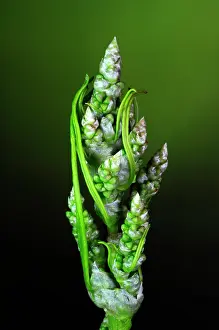 Indoors Prints: Broad-leaved dock (Rumex obtusifolius) in bud
