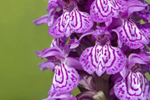 Broad-leaved / Irish marsh orchid (Dactylorhiza majalis) flowers, Nordtirol, Austrian Alps