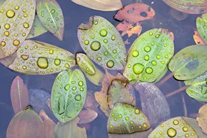 Alismatales Prints: Broad-leaved pondweed (Potamogeton natans) growing in moorland pool