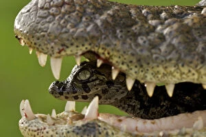 Broad snouted caiman (Caiman latirostris) baby in mothers mouth being carried from the nest