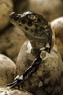 Alligators Gallery: Broad snouted caiman (Caiman latirostris) hatching from egg in nest, Sante Fe, Argentina
