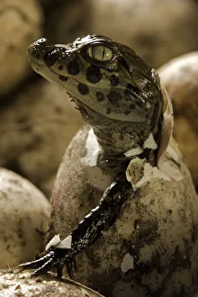Broad snouted caiman (Caiman latirostris) hatching from egg in nest, Sante Fe, Argentina