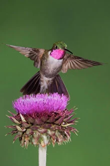 Broad-tailed Hummingbird {Selasphorus platycercus} male in flight feeding on Musk Thistle