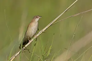Warbler Prints: Broad-tailed warbler (Schoenicola platyurus) perched on grass stem
