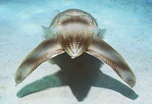 Molluscs Prints: Broadclub cuttlefish hunting technique - mesmorises fish by pulsating colour along body
