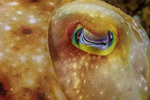 Sepiidae Prints: Broadclub cuttlefish (Sepia latimanus) eye detail, Guam, Micronesia, Pacific Ocean
