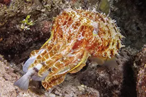 Sepiidae Prints: Broadclub cuttlefish (Sepia latimanus) feeding on a Convict surgeonfish (Acanthurus triostegus) at night on a reef
