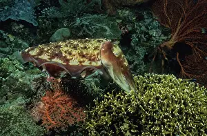 Sepiidae Prints: Broadclub cuttlefish (Sepia latimanus) female