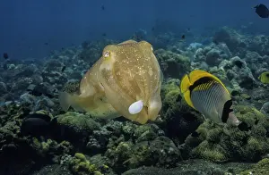 Sepiidae Prints: Broadclub cuttlefish (Sepia latimanus) female