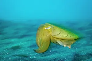 Sepiidae Prints: Broadclub cuttlefish (Sepia latimanus) juvenile moving over black sandy seabed