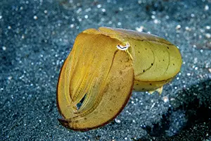 Sepiidae Prints: Broadclub cuttlefish (Sepia latimanus) juvenile moving over black sandy seabed