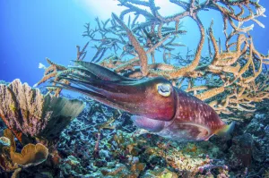 2020 April Highlights Prints: Broadclub cuttlefish (Sepia latimanus) over pristine coral reef, Kimbe Bay