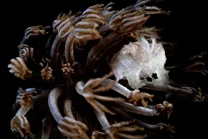 Sepiidae Prints: Broadclub cuttlefish (Sepia latimanus) sheltering in Pulsating xenid (Heteroxenia fuscescens) soft coral