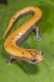 Broadfoot mushroomtongue salamander (Bolitoglossa platydactyla), Catemaco Lake, Los