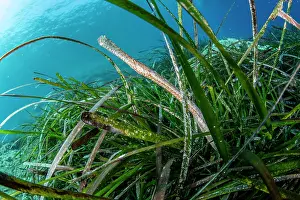 Alismatales Prints: Broadnosed pipefish (Syngnathus typhle) among Mediterranean tapeweed (Posidonia oceanica)