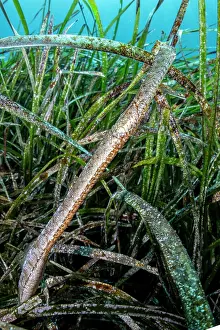 Alismatales Prints: Broadnosed pipefish (Syngnathus typhle) among Mediterranean tapeweed (Posidonia oceanica)
