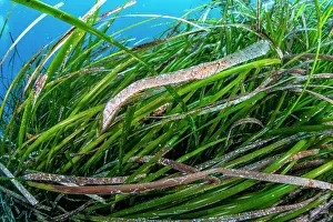 Alismatales Prints: Broadnosed pipefish (Syngnathus typhle) among Mediterranean tapeweed (Posidonia oceanica)