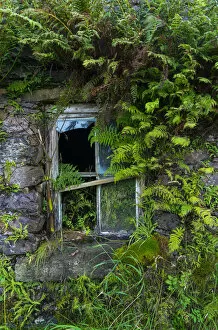 Abandoned Gallery: Broken window overgrown with ferns, Kells Seaside Area, Ring of Kerry, Iveragh Peninsula