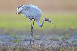 Gruidae Prints: Brolga (Grus rubicunda) foraging on the floodplains of Corroboree Billabong at sunset