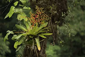 Images Dated 21st April 2020: Bromeliad flowering in cloud forest, Choco region, Northwestern Ecuador