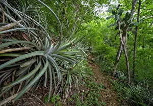 Bromeliale Prints: Bromeliad plant 'Pina de Coche' (Hechtia guatemalensis) in dry forest habitat in the Motagua Valley