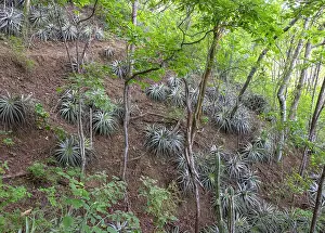 Bromeliale Prints: Bromeliad plant 'Pina de Coche' (Hechtia guatemalensis) in dry forest habitat in the Motagua Valley