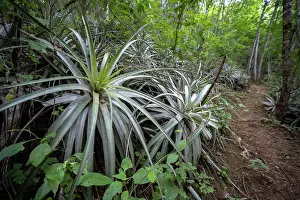 Bromeliale Prints: Bromeliad plant 'Pina de Coche' (Hechtia guatemalensis) in dry forest habitat in the Motagua Valley