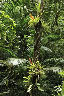 Lilianae Collection: Bromeliads (Bromeliaceae) in flower in rainforest, Salto Morato Nature Reserve / RPPN Salto Morato