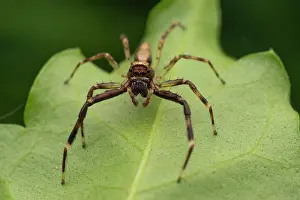 Salticidae Prints: Bronze jumping spider (Helpis minitabunda) resting on leaf, Canberra, ACT, Australia