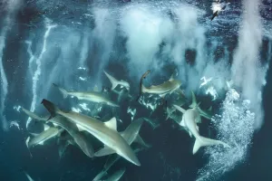 Carcharhinus Prints: Bronze whaler shark (Carcharhinus brachyurus) group feeding alongside Cape gannet
